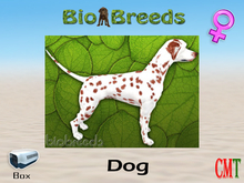 BioBreeds BB Dalmatian Box Liver Female