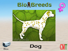 BioBreeds BB Dalmatian Box Lemon Female