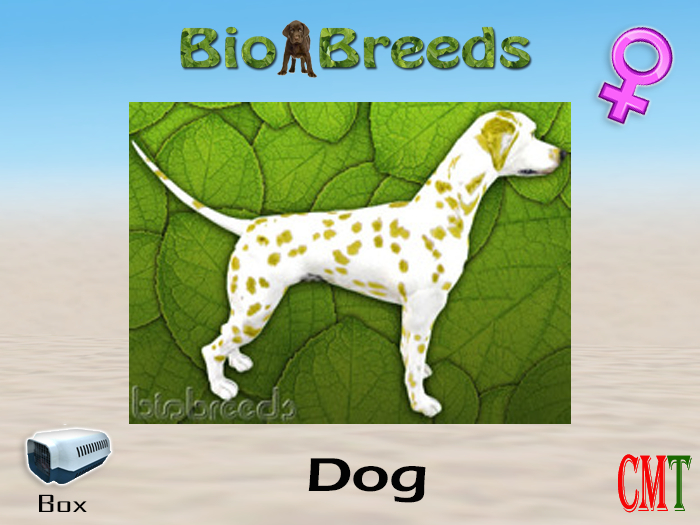 BioBreeds BB Dalmatian Box Lemon Female