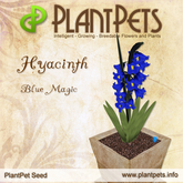PlantPet Seed [Hyacinth *Blue Magic*] rare Release Day 01.07.2011