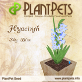 PlantPet Seed [Hyacinth *Sky Blue*] rare Release Day 01.07.2011