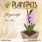 PlantPet Seed [Hyacinth *Top Hit*]rare elite Release Day 01.07.2011