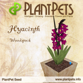 PlantPet Seed [Hyacinth *Woodstock*]