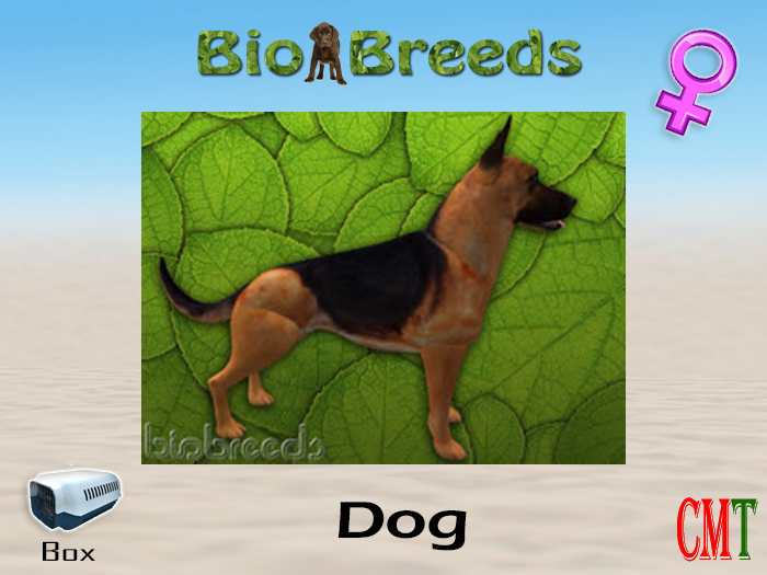 BioBreeds BB GS Box Red Saddled Female
