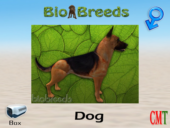 BioBreeds BB GS Box Red Saddled Male