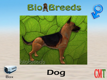 BioBreeds BB GS Box Red Saddled Male