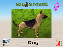 BioBreeds BB GS Box Golden Saddled Female