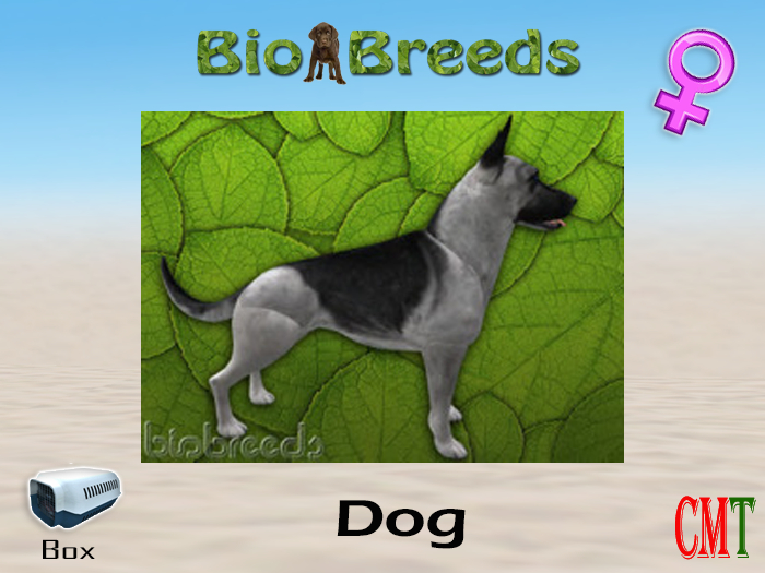 BioBreeds BB GS Box Silver Saddled Female