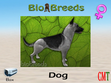 BioBreeds BB GS Box Silver Saddled Female