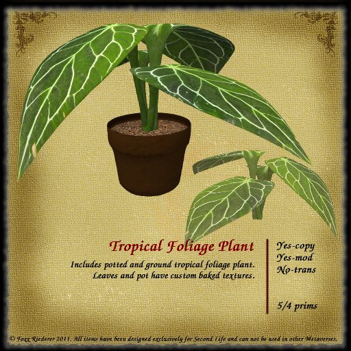 Tropical Foliage Plant