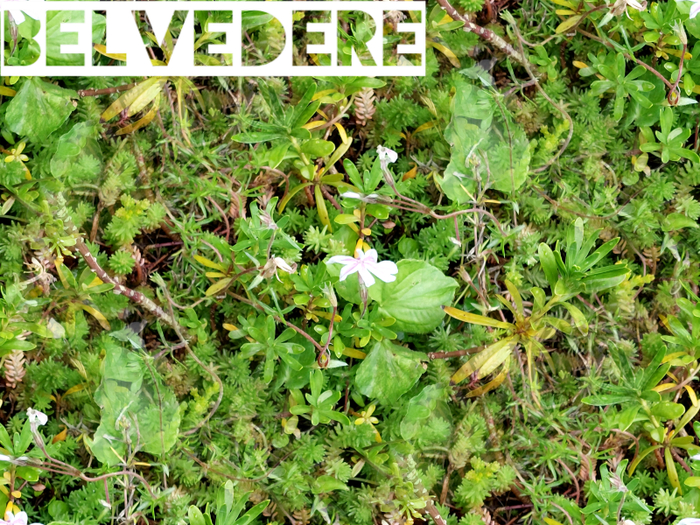Belvedre - foliage