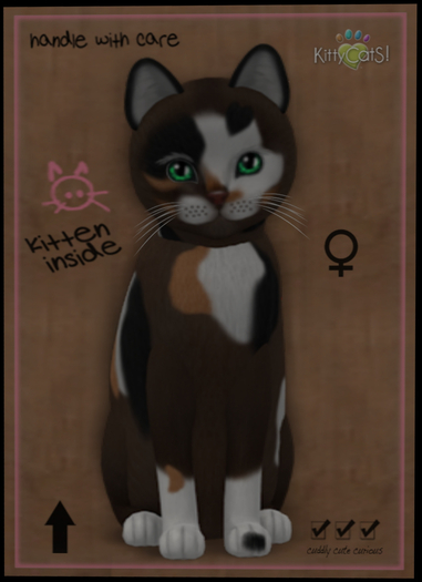 KittyCatS Box - New Born Kitten