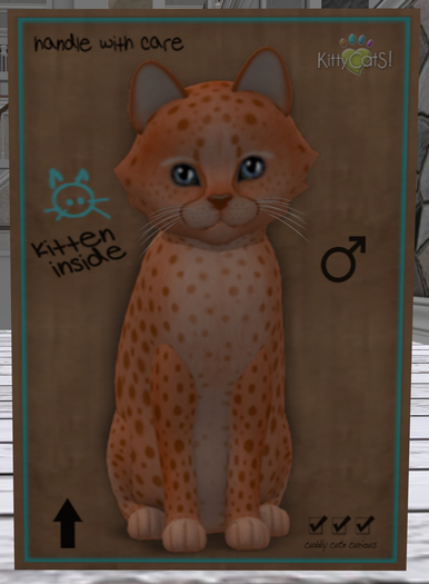 KittyCatS Box - New Born Kitten