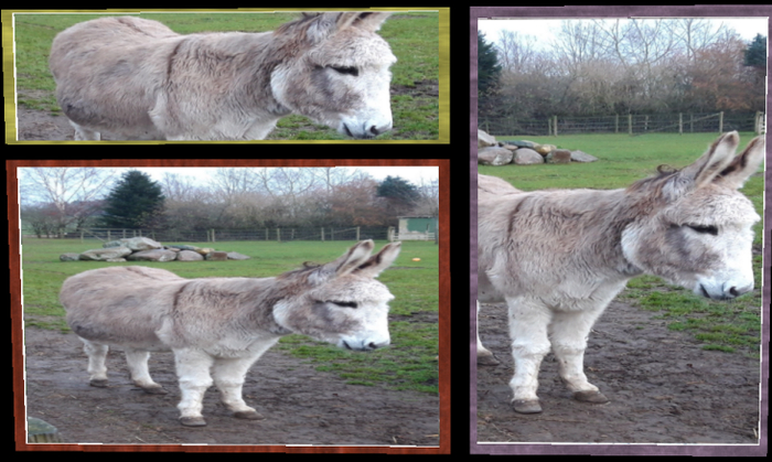 ShasaArts_A donkey