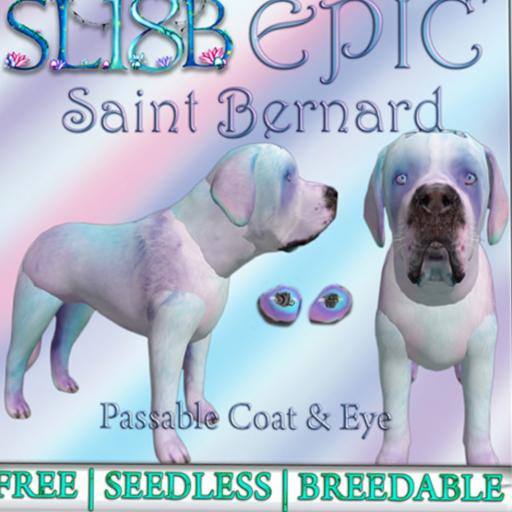 BB SL18B Epic SB Box MALE ONLY - Saint Bernard
