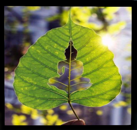 Leaf buddha