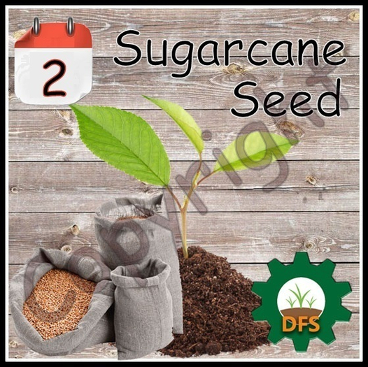 D*Run - DFS Farm (REZZ) - Sugarcane Seed *only Texture*