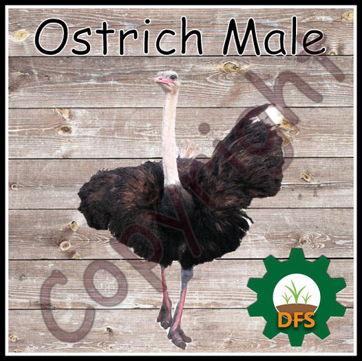D*Run - DFS Farm (REZZ) - Ostrich Male *only Texture*