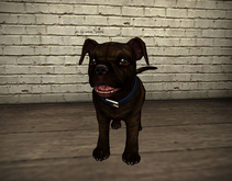 JIAN Fun Frenchies 18. Brindle Wanderer