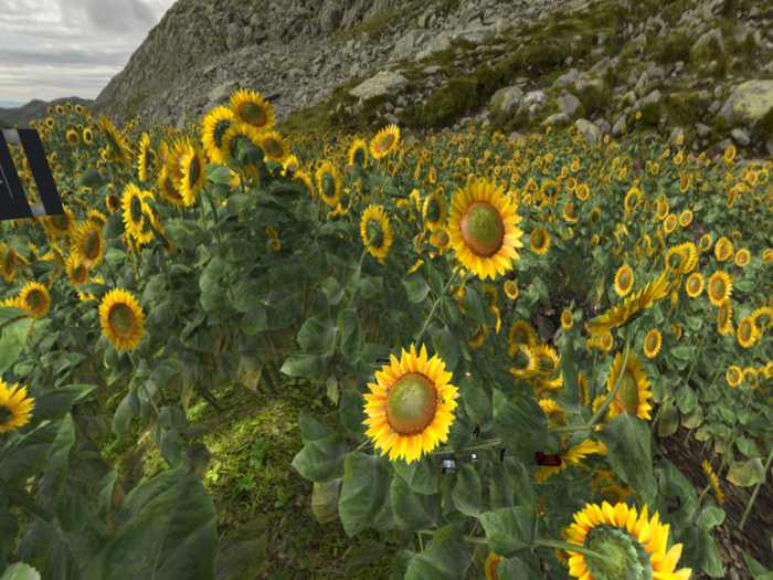 Panorama - Sunflower Fields