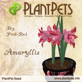 PlantPet Seed [Amaryllis *Big Pink-Red*] common Release Day 20.12.2008