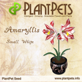 PlantPet Seed [Amaryllis *Small White*]