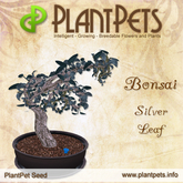 PlantPet Seed [Bonsai *Silver Leaf*]