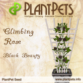 PlantPet Seed [Climbing Rose *Black Beauty*] rare elite Release year 2010