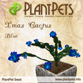 PlantPet Seed [Xmas Cactus *Blue*]
