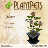 PlantPet Seed [Rose *Dakota Sunset*] 1