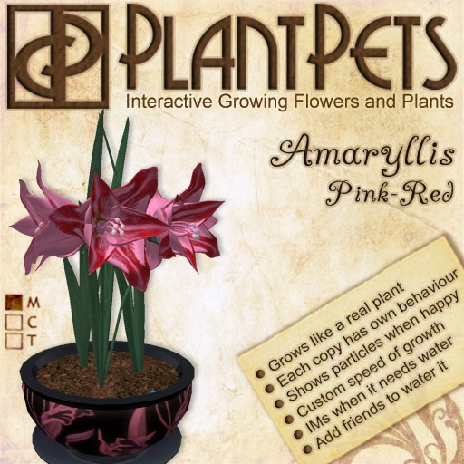 PlantPet Seed [Amaryllis *Big Pink-Red*] updated