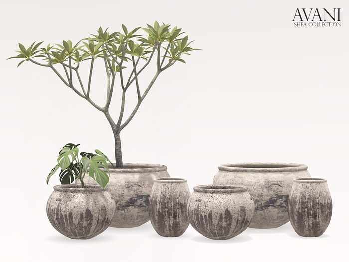 Avani Chaz Collection, Full Set