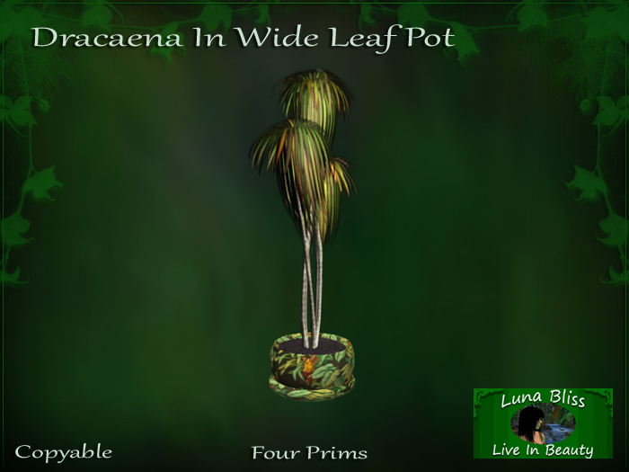 Dracaena In Wide Leaf Pot - Tropical Tree In Decorative Planter