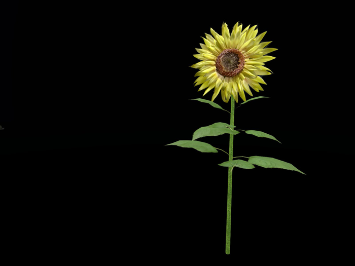 Full Perm "Sunflower"