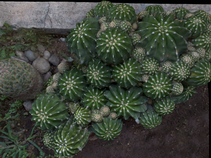 Full Perm Scanned Plants "Fishhook barrel cactus"