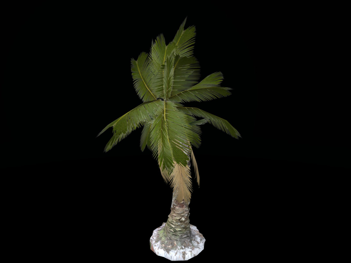 Full Perm Palm Tree with Scanned Trunk