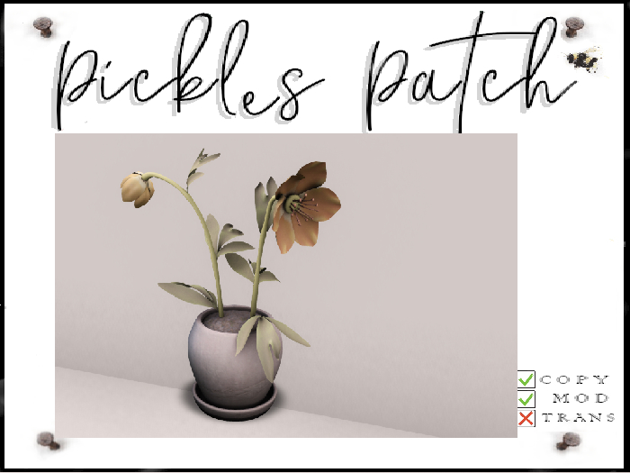 Pickle's Patch - Potted Flower orange