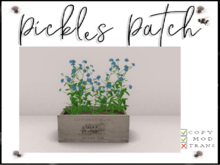 Pickle's Patch - Blue Forgetmenots