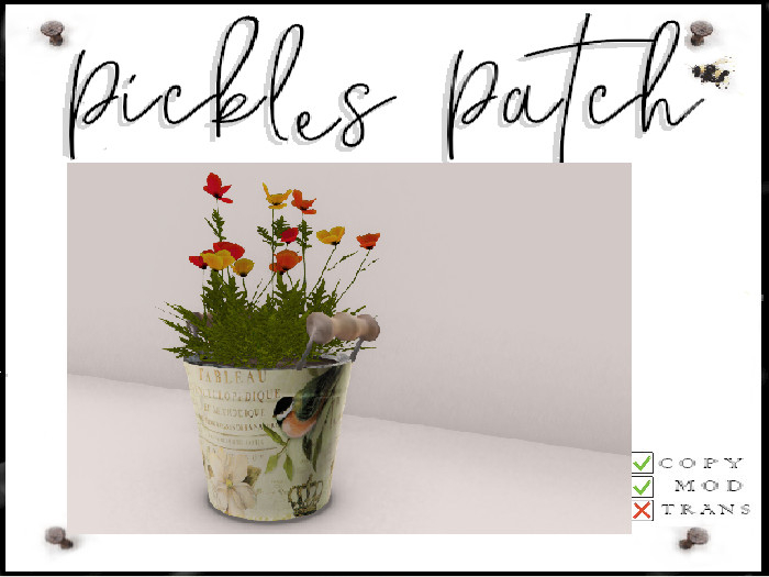 Pickle's Patch - Potted Poppy mix