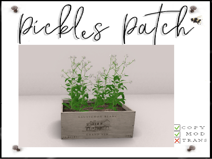 Pickle's Patch - White Forgetmenots