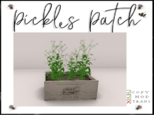 Pickle's Patch - White Forgetmenots