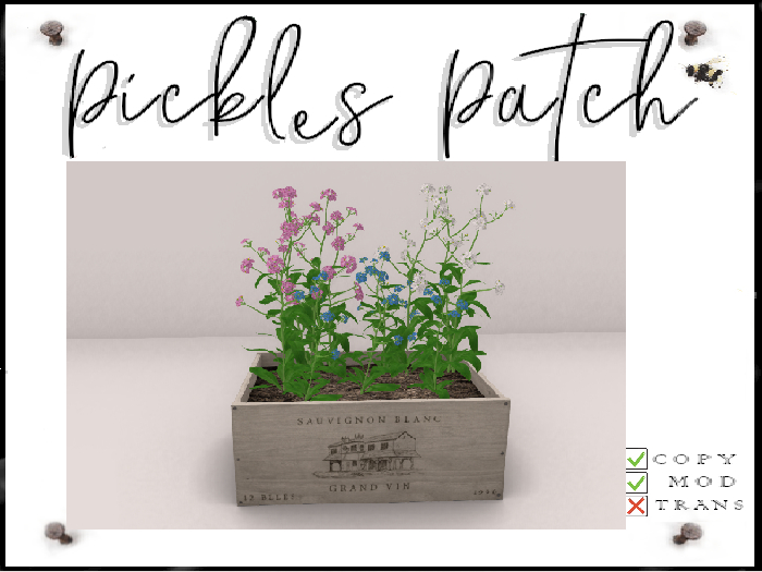 Pickle's Patch - Mixed Forgetmenots