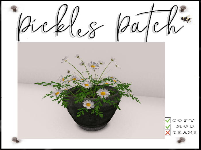 Pickle's Patch - Potted Daisy 