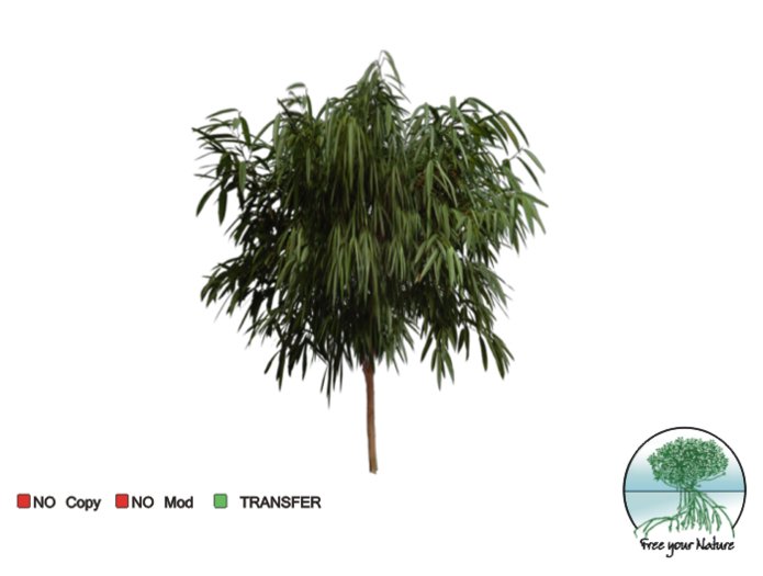 plant -tropical- 14b
