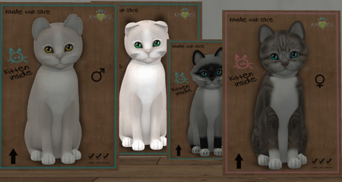 KittyCatS Box - New Born Kitten