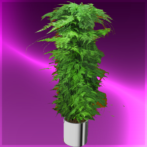 X-CLUSIVES ANIMATIONS: Boston Fern (Decor)