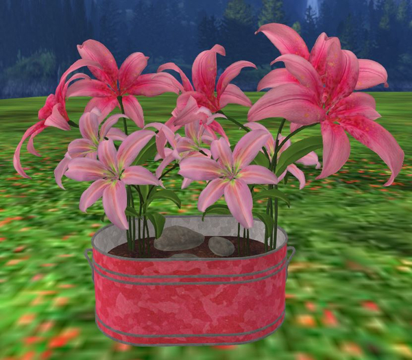 Pink Bucket Lillies