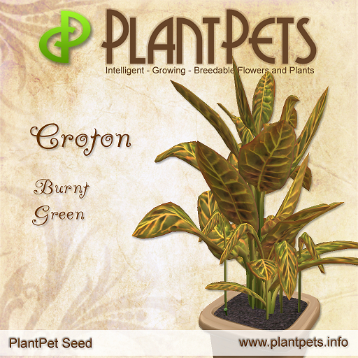 PlantPet Seed [Croton *Burnt Green*]
