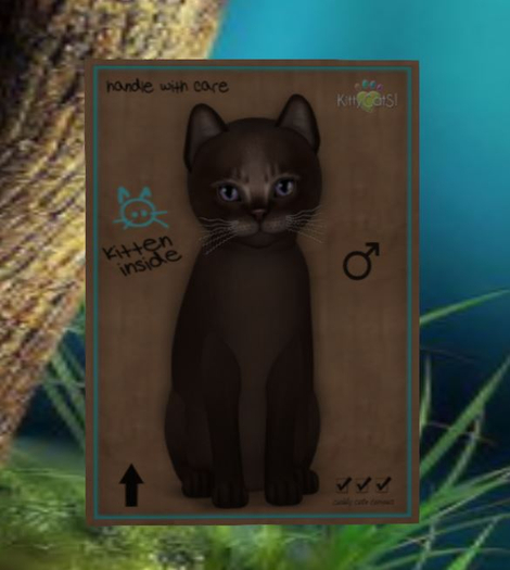 Abyssinian - Dark Chocolate x