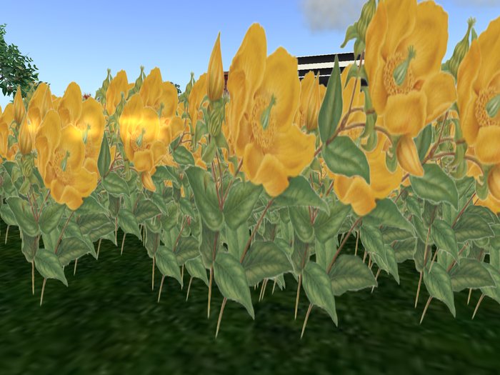 Flowers yellow